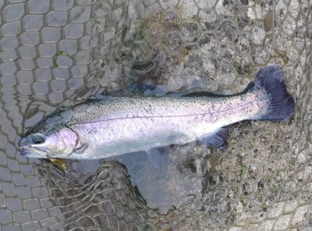 雨の平谷湖フィッシングスポットで爆釣！